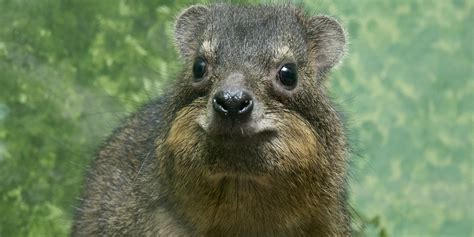 Hyrax History And Some Interesting Facts