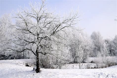 Free Images Landscape Tree Nature Branch Snow Cold White Frost