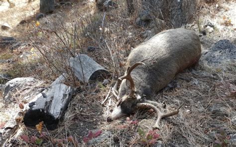 Buck Found Poached Near Corvallis Montana Hunting And