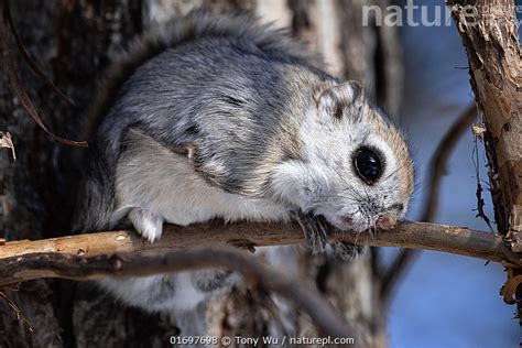 Stock Photo Of Siberian Flying Squirrel Pteromys Volans Orii