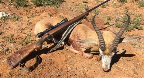Hunting Springbok South Africa