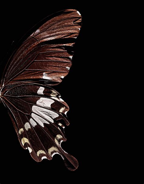 Close Up Of Butterfly Wing Digital Art By Steve Gallagher Photography