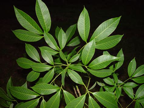 Filerubber Tree Leaves Wikimedia Commons