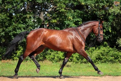 Top 10 Most Expensive Horse Breeds Market Price Pickytop