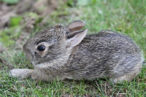 I have an amazing but sad story of true bunny loyalty in the most unlikely form: Orphaned Cottontail Care | MOHRS