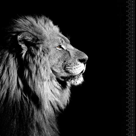 Tous les fonds et images noirs de pexels sont téléchargeables gratuitement et. Toile imprimée Lion de profil, noir & blanc ARTIS l.90 x H ...