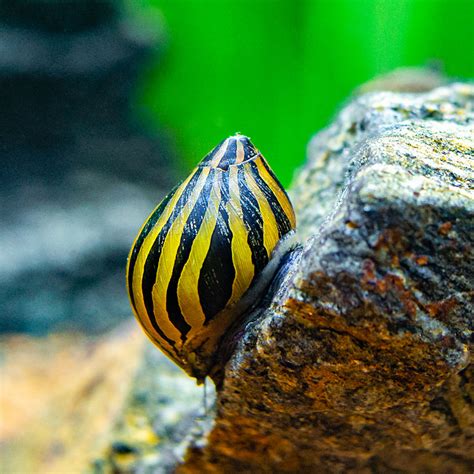 Nerite Snails Overview Types Care Breeding Guide