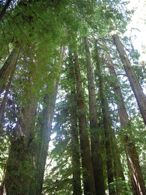 List Of Old Growth Forests Wikipedia