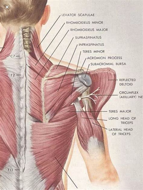 Neck And Shoulder Anatomy Diagram Back Muscles Anatomy Of Upper Middle
