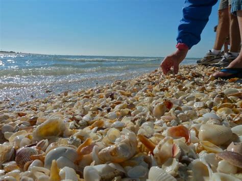 How To Drill Holes In Sea Shells I Love Shelling
