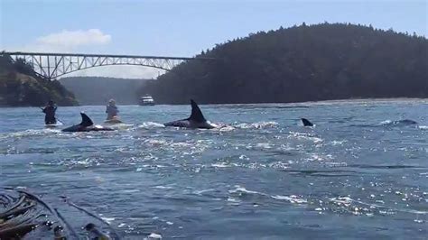 A Woman Was Paddle Boarding Near Deception Pass When Something