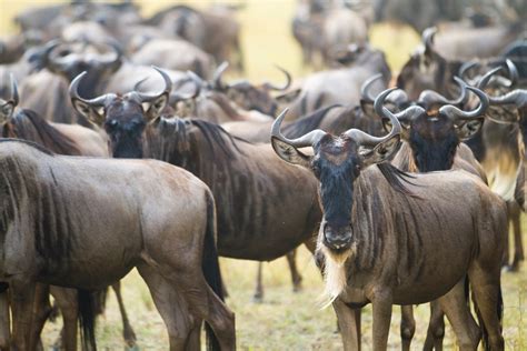 How To Get This Photo Wildebeest Migration In Kenya