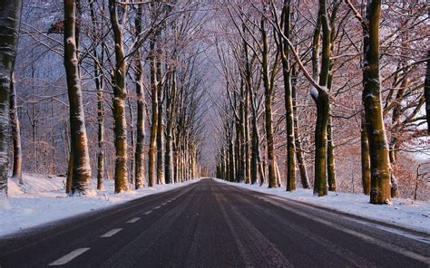Forest Road In Winter Wallpaper Photos