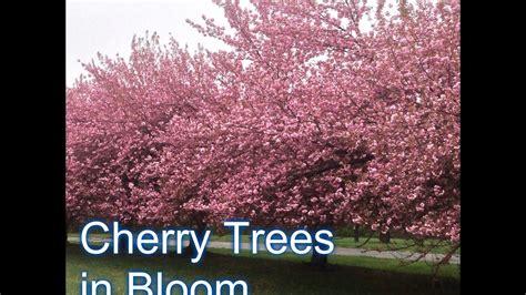 Maybe you would like to learn more about one of these? Fruiting Cherry vs Flowering Cherry Tree - YouTube
