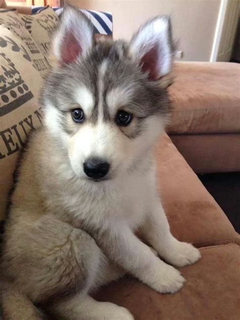 How Do You Experience Life Husky Puppy Puppies
