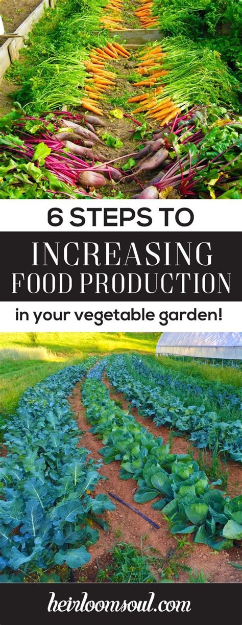 6 Steps To Increasing Food Production In Your Vegetable Garden