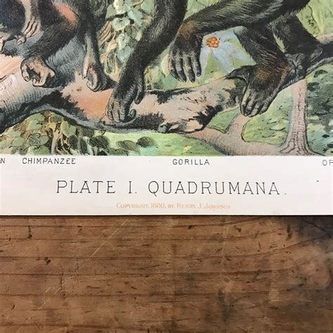 Chimpanzees And Gorilla 1880 Print Plate I Quadrumana Etsy
