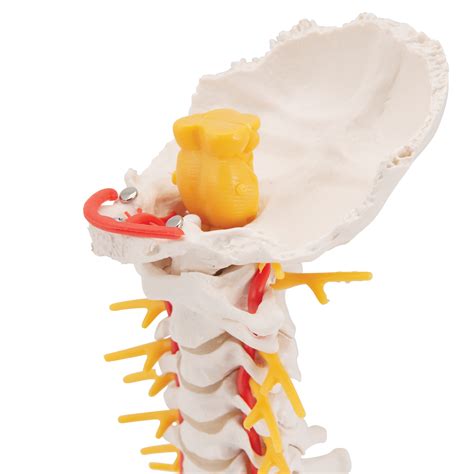 Anatomical Teaching Models Plastic Vertebrae Model Cervical Spinal Column