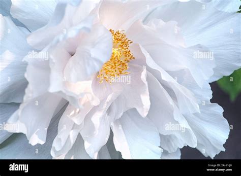 Yellow Tree Peony High Resolution Stock Photography And Images Alamy