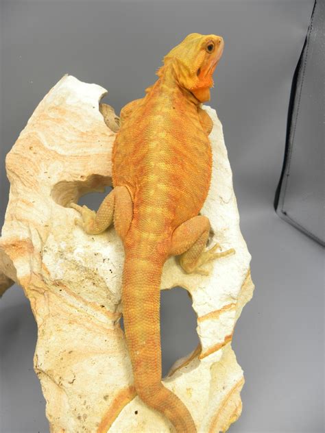 Red Hypo Translucent Central Bearded Dragon By Rhegal Dragons Morphmarket