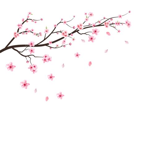 Sakura Cherry Blossom Vector Hd Images Japanese Cherry Blossom Vector
