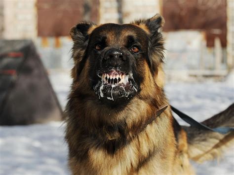 Rabia En Perros SÍntomas Contagio Y Tratamiento Mascotas Y Cia