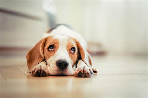 The first week of potty training a puppy is extremely tiring, i'm not going to lie. Ask the Vet: Potty training your puppy | TBR News Media