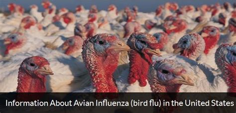 Bird flu is a fatal disease of chickens, turkeys, guinea fowls, and other avian species. Avian Flu Diary: CDC Guidance For People Exposed To Birds ...