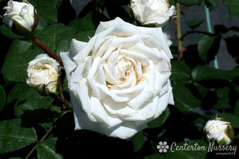 Buy Cloud 10 Climbing Rose Online Dragonetti Florist And Garden Center