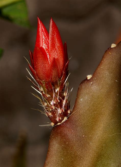 Free Images Nature Cactus Leaf Flower Petal Red Autumn Botany