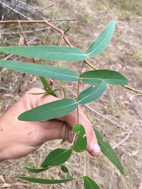 Manna Gum In March 2023 By Kjell Knable · Inaturalist