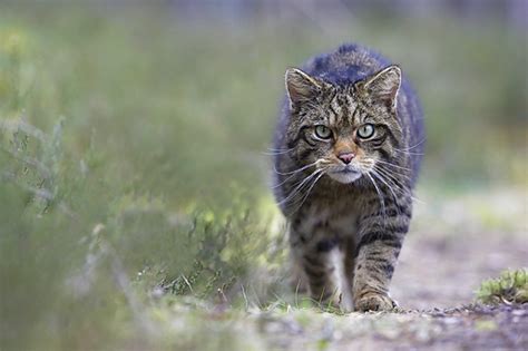 300 Scottish Wildcat Cameras To Go Live This Week Press And Journal