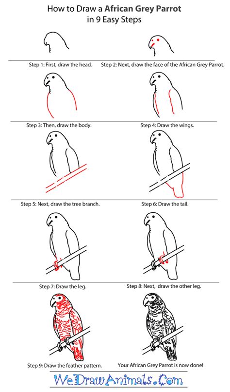 Learn how to draw a parrot in a few steps. How to Draw an African Grey Parrot