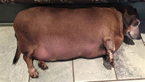Fat Vincent To Skinny Vinnie Morbidly Obese Dachshunds Body