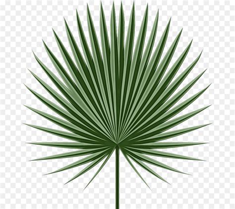 Folhas De Palmeira Png