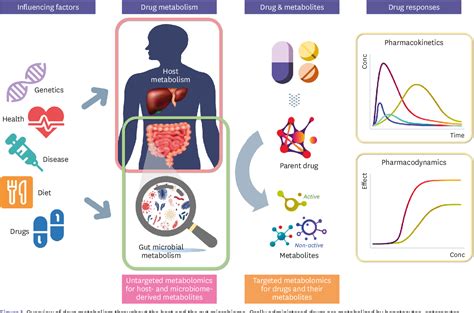 Figure 1 From Complex Influences Of Gut Microbiome Metabolism On