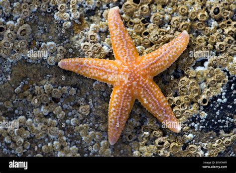 Orange Starfish On A Rock On A Beach In Scotland Stock Photo Alamy