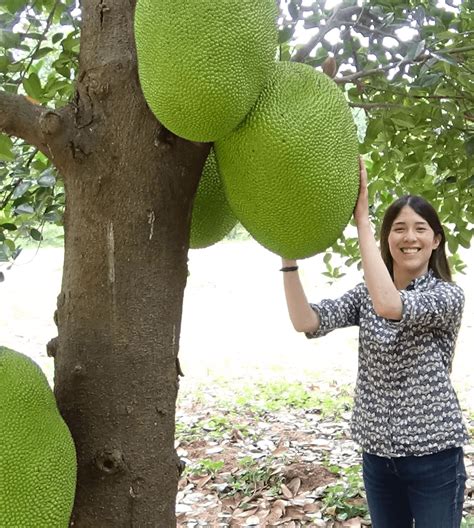 Giant Jackfruit Pics