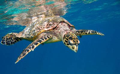 The hawksbill sea turtle is the rarest sea turtle that regularly occurs in florida (meylan and redlow 2006). Testudines