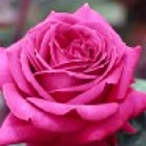 Big Purple Hybrid Tea Rose Highly Fragrant
