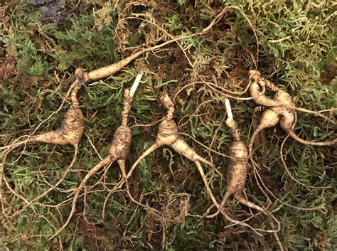 Fresh Rootlets - American Ginseng