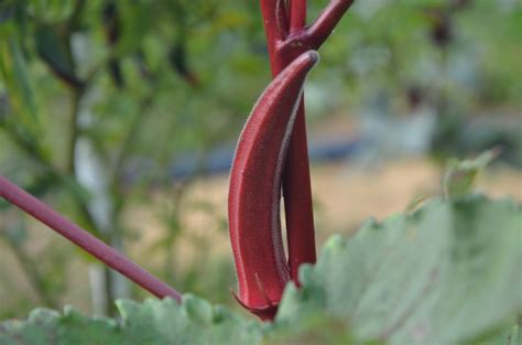 I always have ladyfingers on hand! My little vegetable garden: red okra - bendi merah - red ...