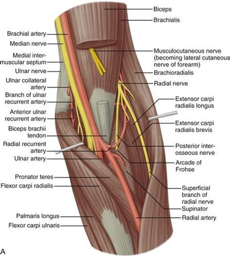 Elbow Ultrasound Clinical Gate Ultrasound Median Nerve Radial Nerve
