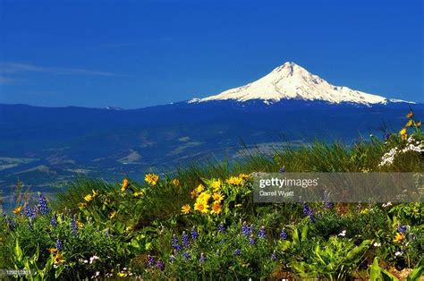 Mount Hood And Wildflowers High Res Stock Photo Getty Images