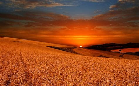 Free Download Sunset Over Wheat Fields Amazing Sunset Cloud Wheat