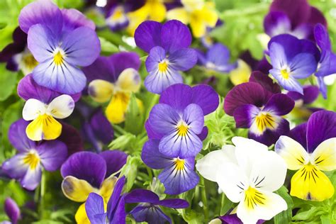 Pansies Not Flowering - What To Do When Your Pansies Won't ...
