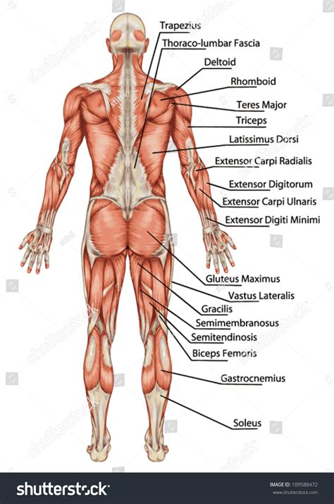 Anatomy Of Male Muscular System Posterior View Full Body Didactic Stock Vector Illustration