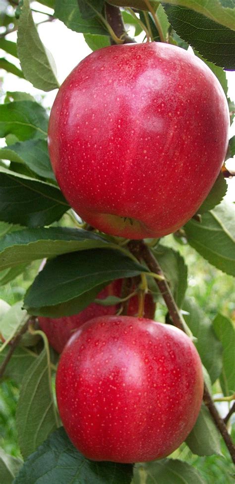 In fact, for health enthusiasts, unusual fruits and vegetables are. Pin on The Best of New Zealand