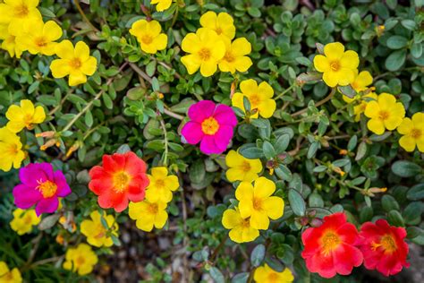 How To Grow And Care For Moss Rose Flowering Succulents Blooming