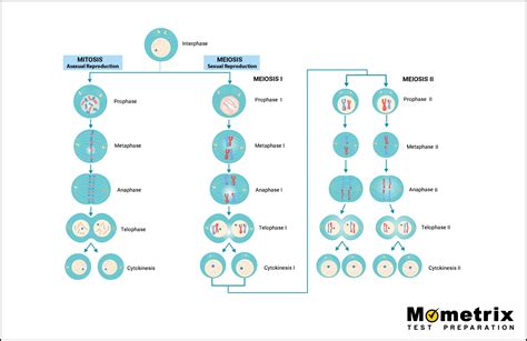Cellular Division Mitosis And Meiosis Video